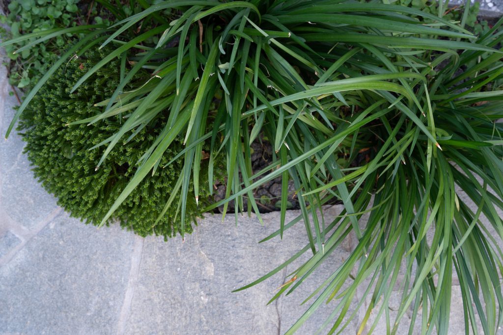 Somerton Park LT Design Landscape Construction Pools